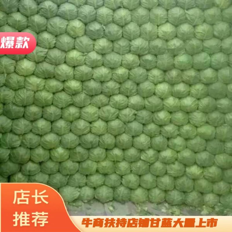 精品甘蓝产地直供一手货源批发品质保证价格优惠