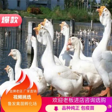 【白狮头鹅】免费送达签合同包回收饲料回收结算可视频