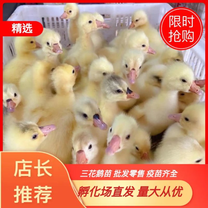 【大三花鹅苗】提供饲料，签合同包回收欢迎来电洽谈