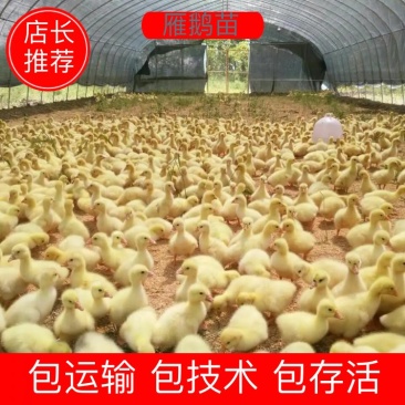 推荐【货源】四季鹅苗免费送技术送鹅棚包回收提供饲料