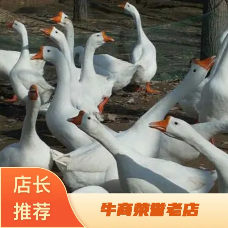 大白沙鹅苗0.5斤以下，常年供应欢迎各地客商来电洽谈