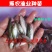 加州鲈鱼苗，鲈鱼鱼苗，优鲈3号，2022新苗上市