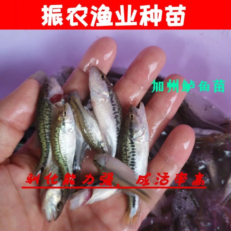 加州鲈鱼苗，鲈鱼鱼苗，优鲈3号，2022新苗上市