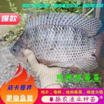 恒生1号罗非苗，青吉富罗非苗，青宝路罗非苗2022新苗