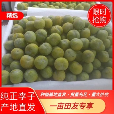 江安李脱骨李，口感脆甜，货源充足欢迎全国各位老板前来收购
