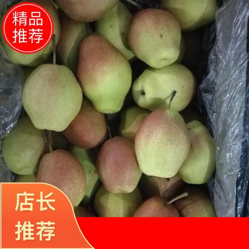 赵县主产红香酥香梨大量出售肉质细密口味甘甜浓香
