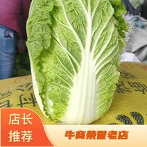 白菜黄心白菜4-8斤可散装打冷打包发货一条龙服务