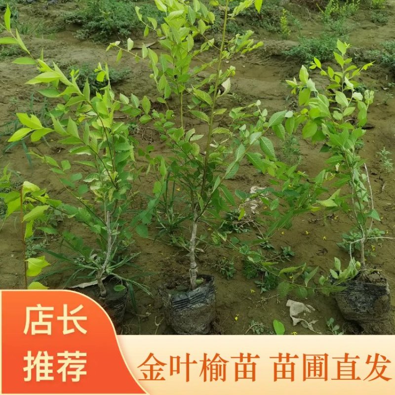 /金叶榆/金叶榆/榆树/金叶榆树苗/中华金叶榆全国发货
