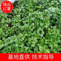 【红薯苗】安徽精品303红薯苗一手货源脱毒红薯苗