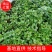 【红薯苗】安徽精品303红薯苗一手货源脱毒红薯苗
