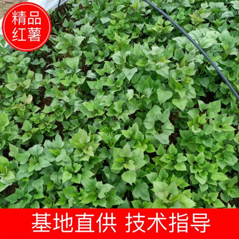 【红薯苗】安徽精品303红薯苗一手货源脱毒红薯苗