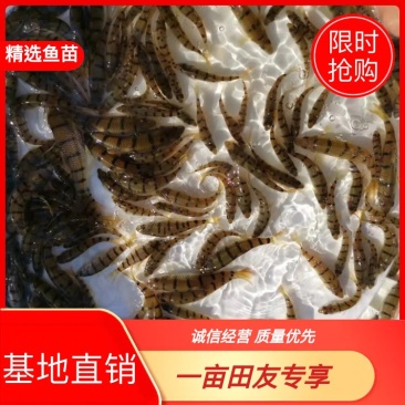 溪唇石斑鱼苗、大量供应、基地直供、全国发货、欢迎订购咨。