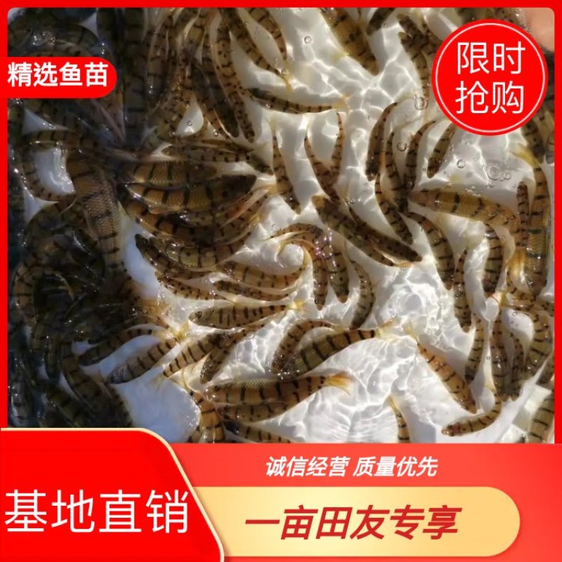 溪唇石斑鱼苗、大量供应、基地直供、全国发货、欢迎订购咨。