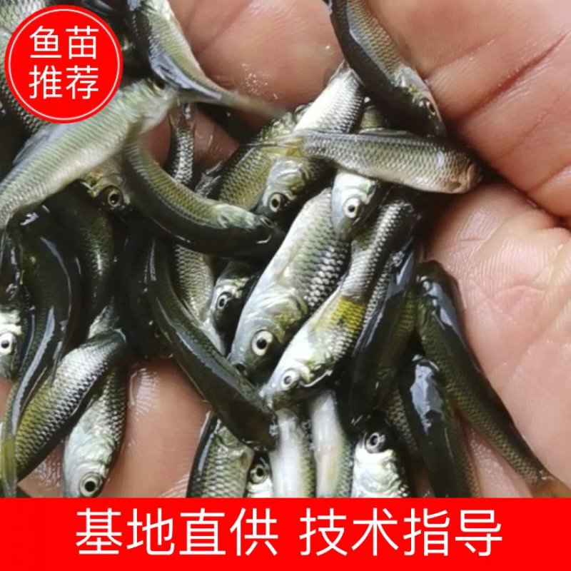 贵州草鱼苗、优质草鱼苗、抗病草鱼、草鱼水花、已打疫苗、