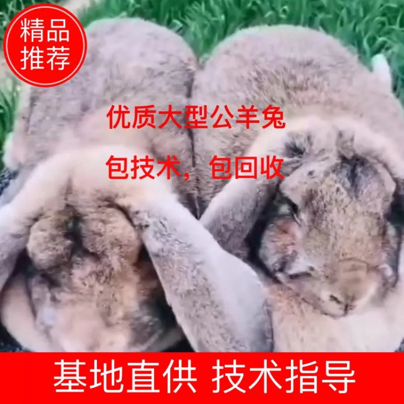 【厂家直销】优质大型公羊兔，包技术，包回收，全国均可发货
