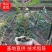 【清香木】产地直发量大质优长势旺盛树形优美品质保障