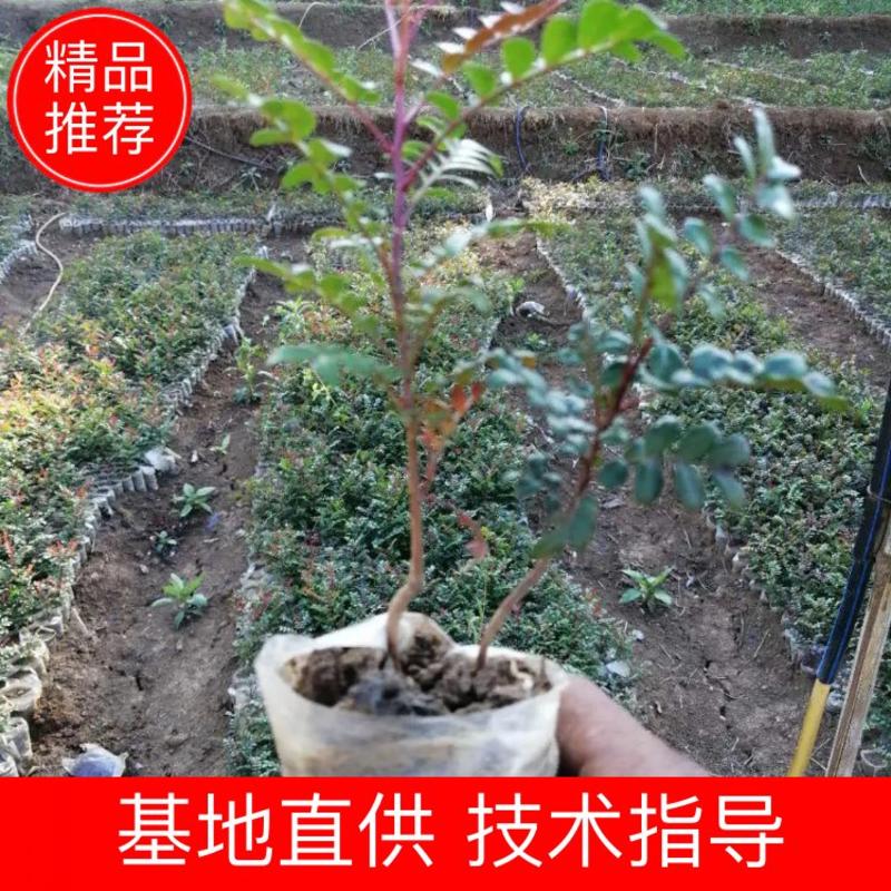 【清香木】产地直发量大质优长势旺盛树形优美品质保障