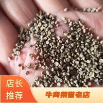 冬葵果（不是冬葵子）干货药用量大从优