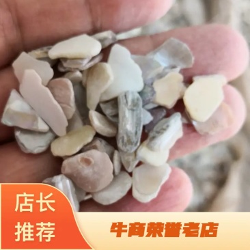 珍珠母山东干货人工养殖2斤起包邮