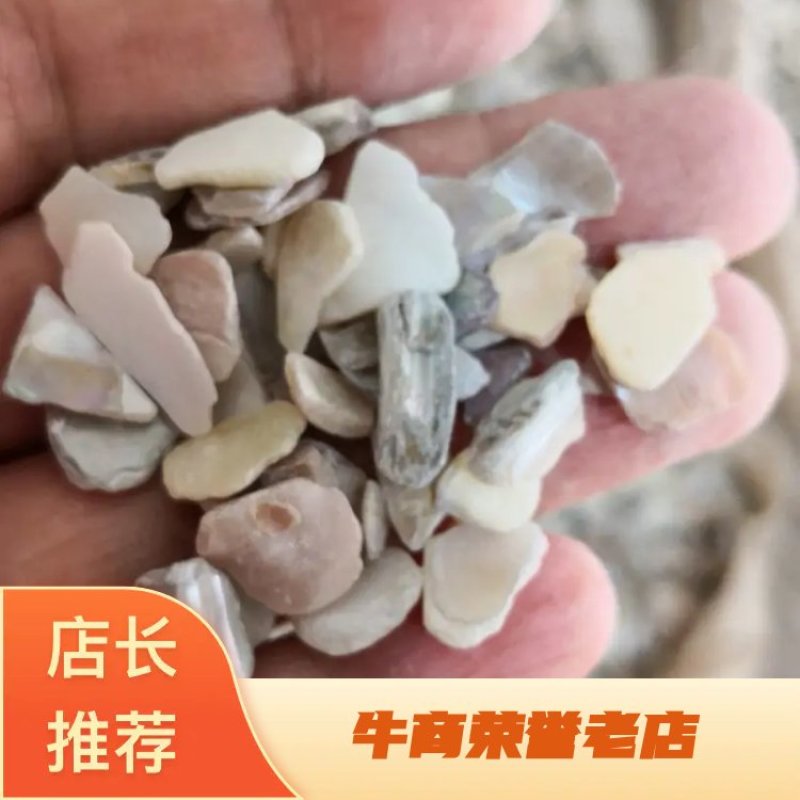 珍珠母山东干货人工养殖2斤起包邮