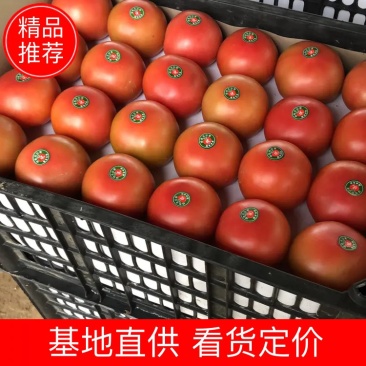 河南内黄硬粉西红柿弧3⃣️以上！对接电商可视频看货
