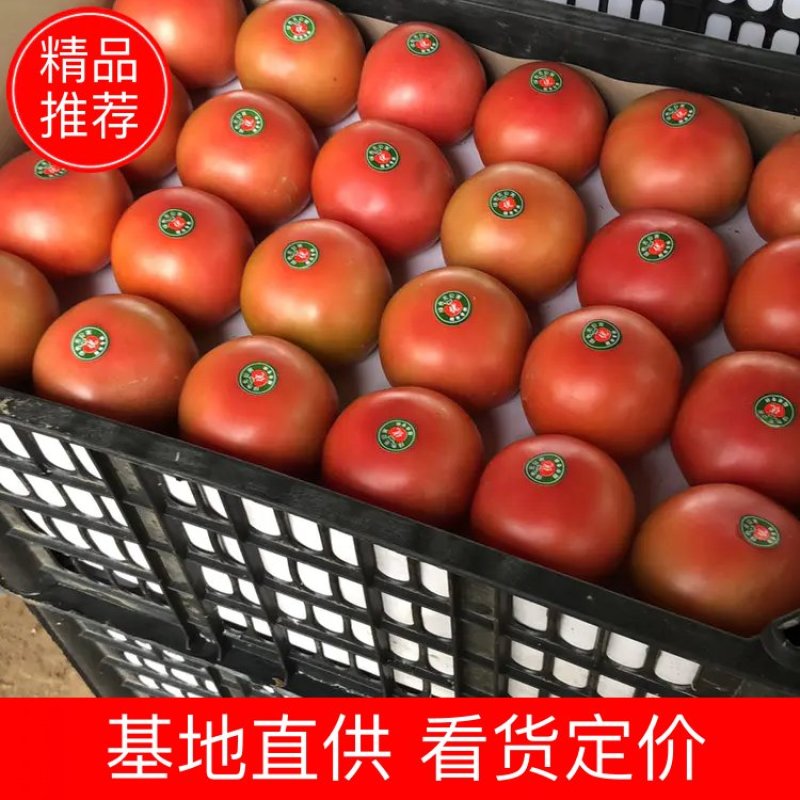 河南内黄硬粉西红柿弧3⃣️以上！对接电商可视频看货