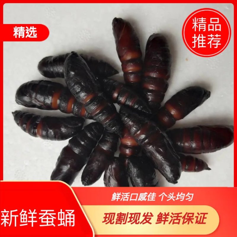 【蚕蛹】豆虫蛹大蛹，蚕蛹，蛹，松蛹，豆虫蛹，昆虫质量保证