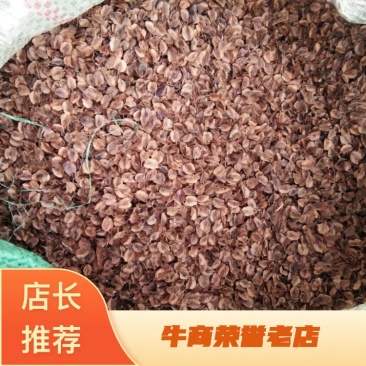 甘肃优质包邮大黄种子，发芽率有保障，高欢迎选购