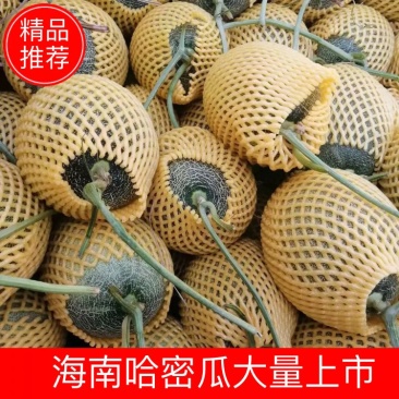《优选货源》哈密瓜晓密25号网纹瓜对接电商市场批发