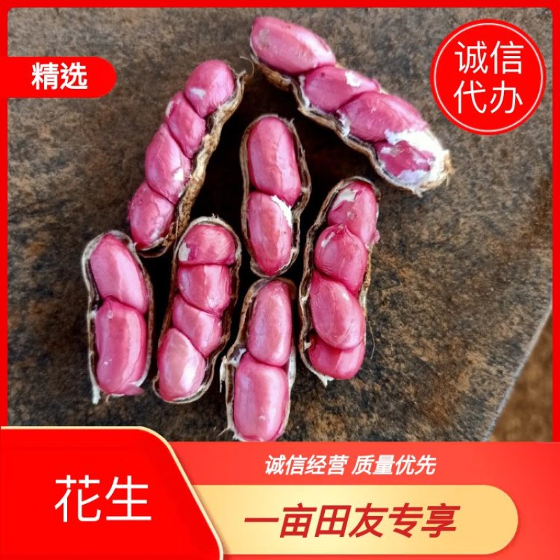【花生】沙土地鲜白沙花生电商超市市场籽粒饱满欢迎来电