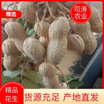 鲜花生，基地直供，白沙系列，豫花系列，鲁花系列，罗汉果。