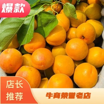 【量大优惠】陕西凯特杏，杏现采现发，对接批发电商