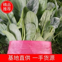 精品菠菜，全国，质量保证，欢迎选购，各种包装齐全