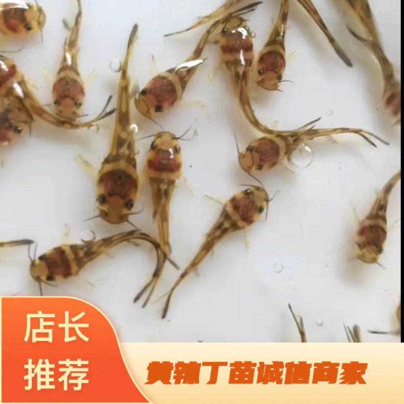 黄颡鱼苗、黄辣丁苗、黄骨鱼苗，大量批发，基地直供。