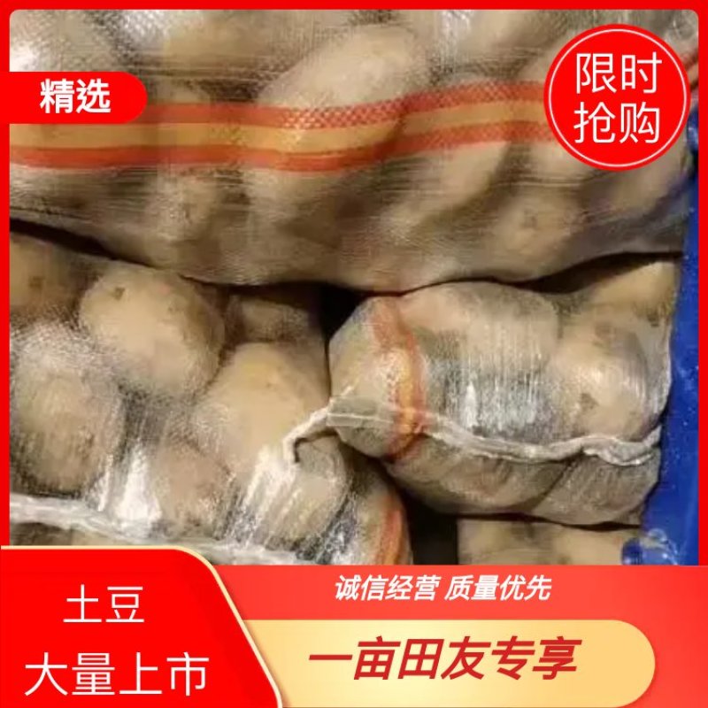 土豆/荷兰十五土豆/河南土豆大量有货产地直发