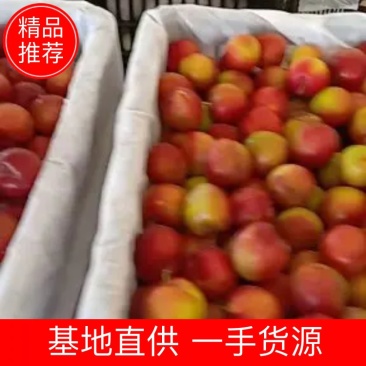 河南李子403甜李大石早生，产地直供货源充足可视频看货