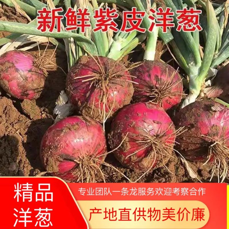 洋葱/二红洋葱/开封通许洋葱/紫皮洋葱/河南洋葱