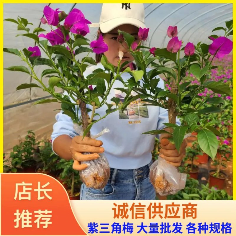 基地大量批发各种规格云南紫三角梅保质保量量大从优