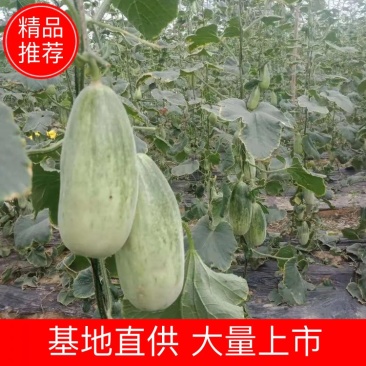 《精品》河南博洋61甜瓜，基地直销货源充足，量大从优