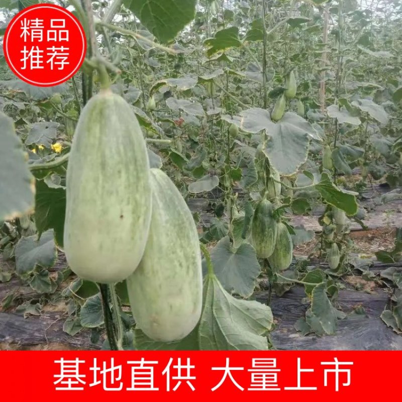 《精品》河南博洋61甜瓜，基地直销货源充足，量大从优