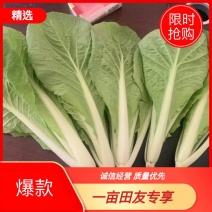 【精选】山东曹县精品快菜大量上市产地直发