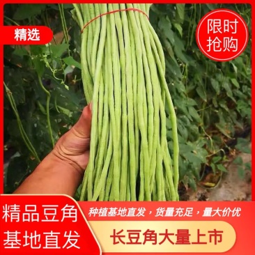 豆角山东聊城豆角优质豆角大量上市有要的老板电话联系