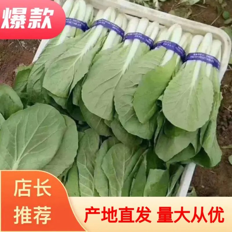 【优选】精品奶白菜大量上市一手货源价格便宜