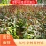 隆森苗圃场专业育苗红叶李树苗杯苗成活率高提供种植指导