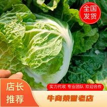 大白菜4~6斤净菜精品包装品种新乡小包，欢迎