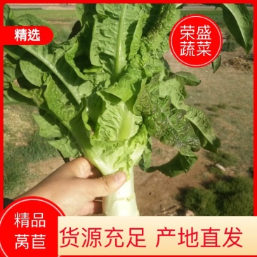 甘肃省靖远县红叶莴笋5月下旬上市，种植面积大，无空心