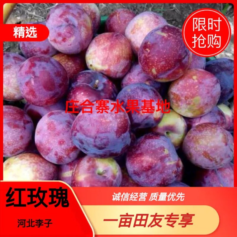 《热销》河北风味玫瑰李子基地海量供应欢迎考察河北雪花李子