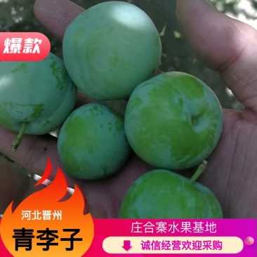《店长推荐》果脯李子青李子商品李子河北李子诚信经营欢迎考察