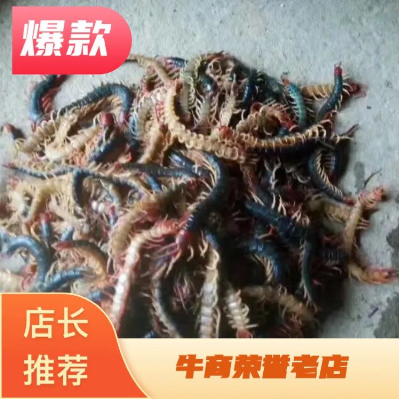 蜈蜈中药材蜈蚣条装货、蜈蚣皮、产地直销品质保证