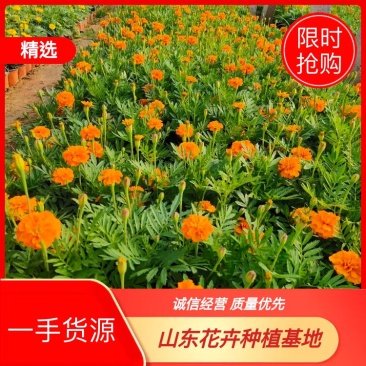黄孔雀草基地大量供应高质营养杯桔红孔雀草品种齐全